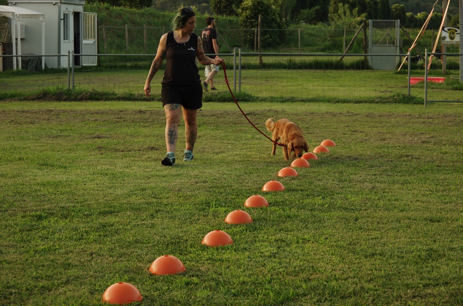 Cane in azione durante uno sport cinofilo