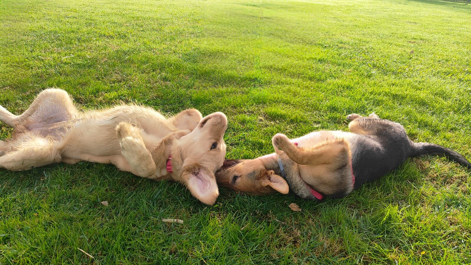 Attività ed educazione al centro Friendly Dog